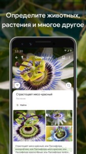 Распознавание по фото онлайн растения с телефона